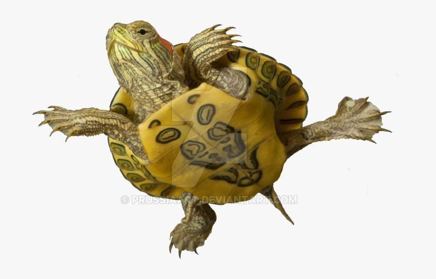 Sea Turtle Clipart Transparent Background - Baby Red Eared Slider Belly, Transparent Clipart
