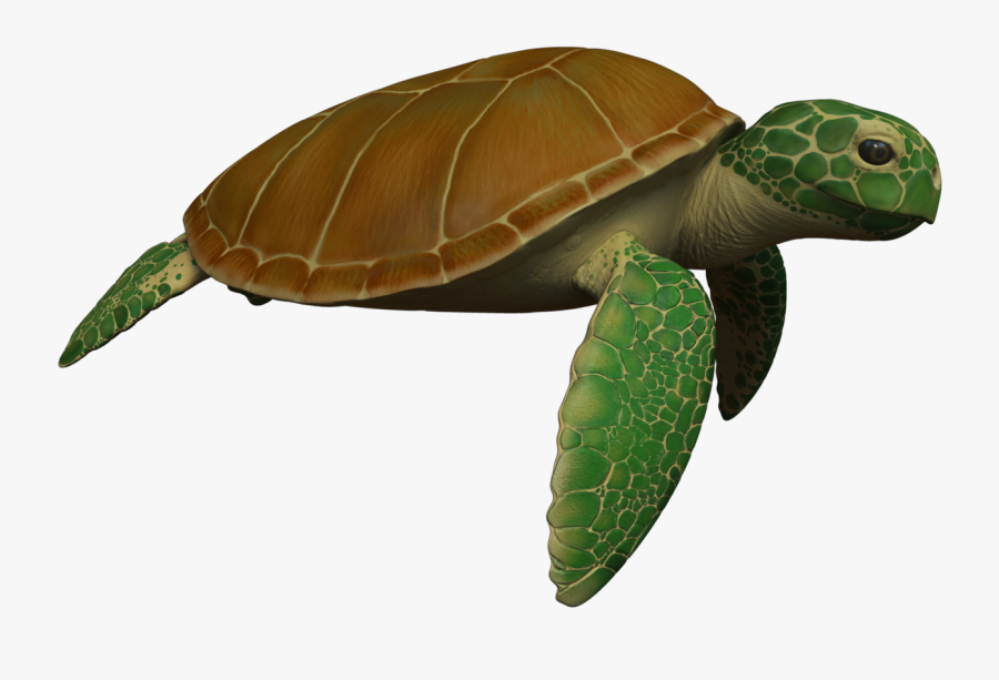 Animated Sea Turtle Wallpaper Iphone Wallpapersafari - Sea Turtle Moving Animation, Transparent Clipart