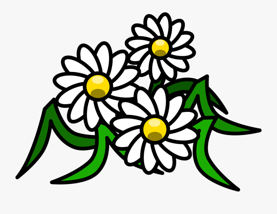 Flowers Daisy White Floral Blossom Bloom Beauty - Daisy Clipart, Transparent Clipart