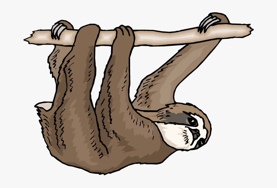 Three Toed Sloth Clipart, Transparent Clipart