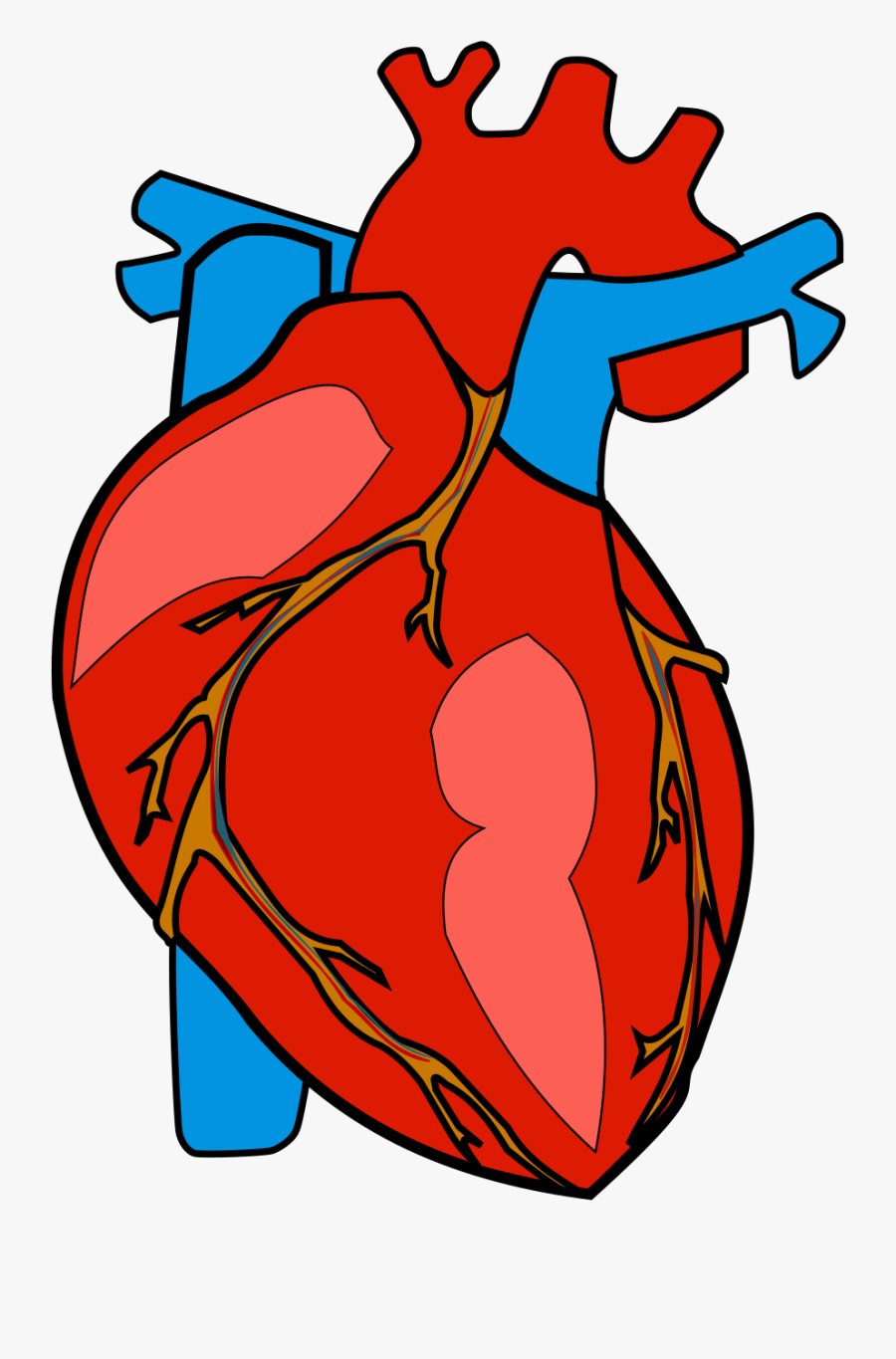 Hearts Clipart Human - Transparent Background Human Heart Png, Transparent Clipart