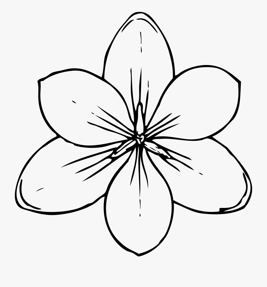 Template Flower Daisy - Flower Top View Drawing, Transparent Clipart