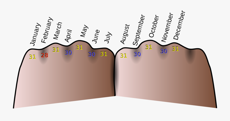 Knuckle Mnemonic - Many Weeks Are In A Year, Transparent Clipart