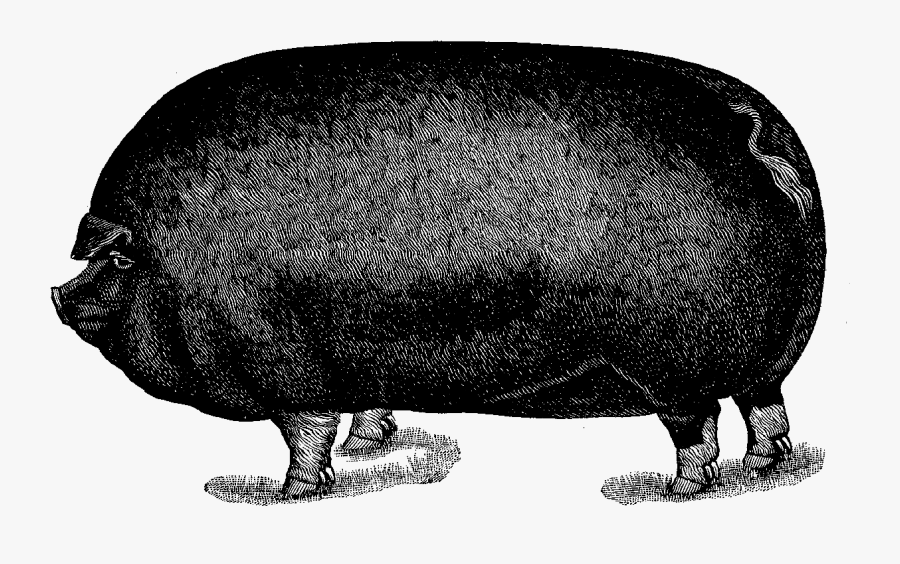Pig Image Illustration Animal Download - Hippopotamus, Transparent Clipart