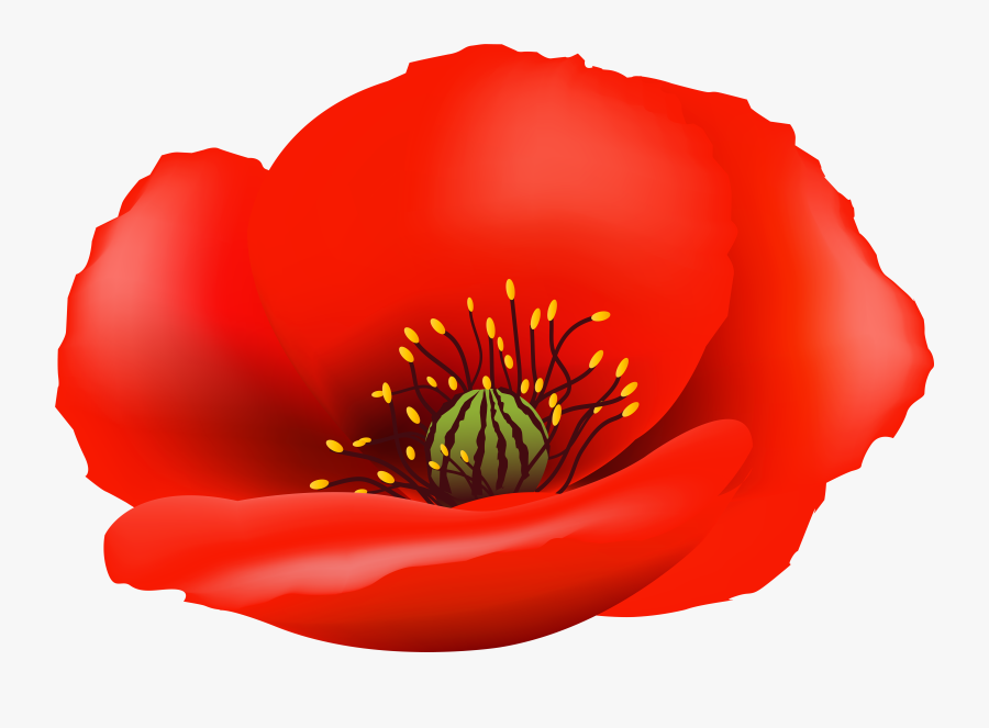 Poppy Flower Clipart Royalty Free - Poppy Flower No Background, Transparent Clipart