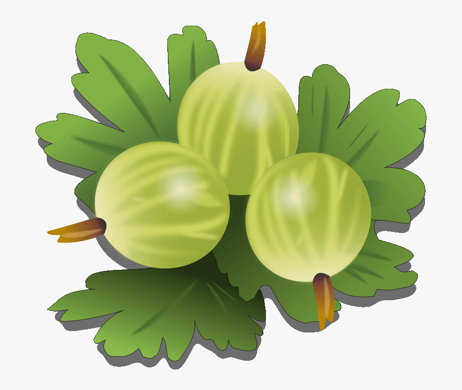 Gooseberry Clipart Free - Gooseberry Clipart, Transparent Clipart