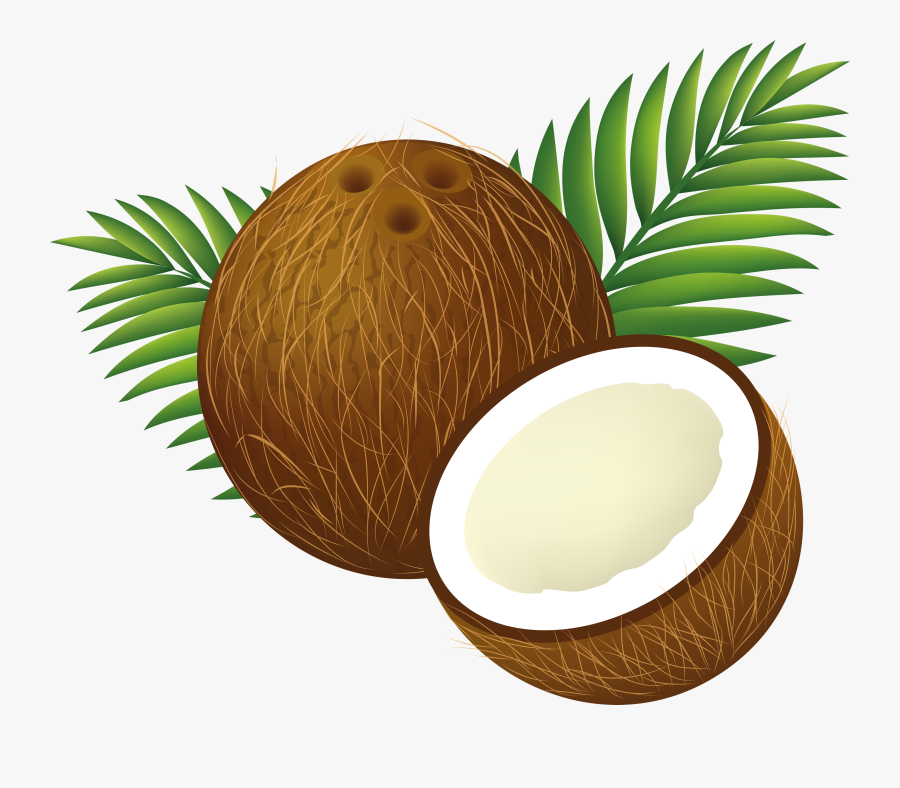 Free Png August Tree - Transparent Background Coconut Clipart Png, Transparent Clipart