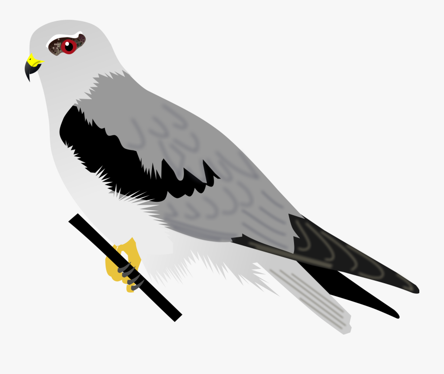 Black-winged Kite Clipart , Png Download - Kite, Transparent Clipart