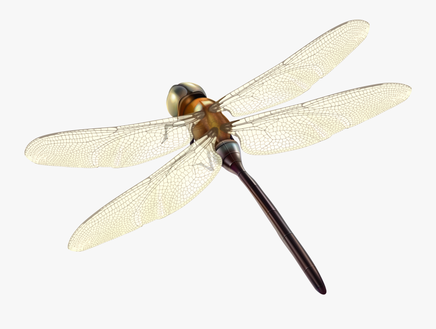 Dragonfly Png Clipart - Hawker Dragonflies, Transparent Clipart