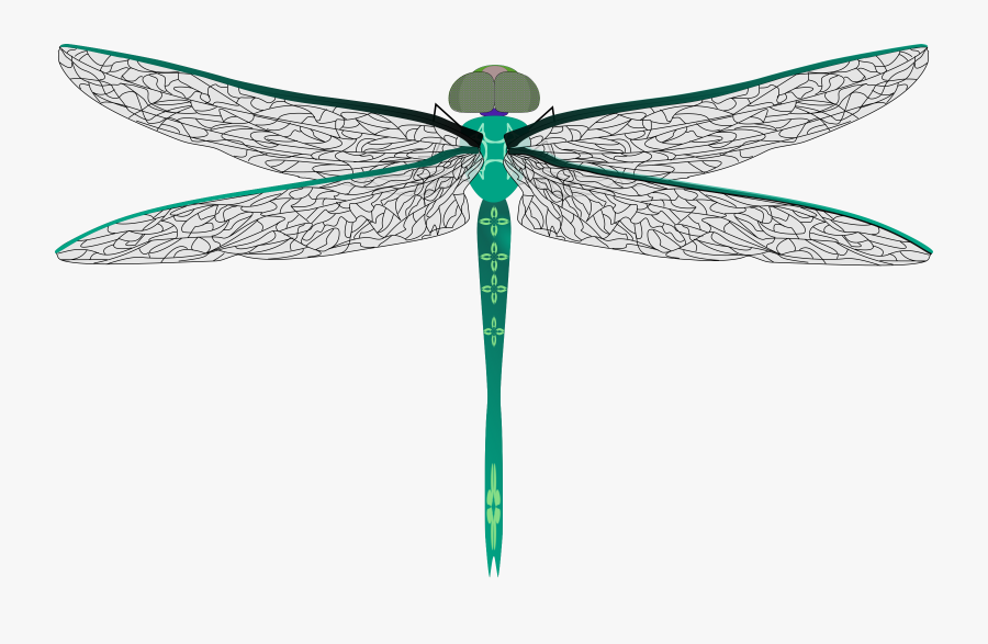 Free Dragonfly Clip Art 4 - รูป แมลงปอ Png, Transparent Clipart