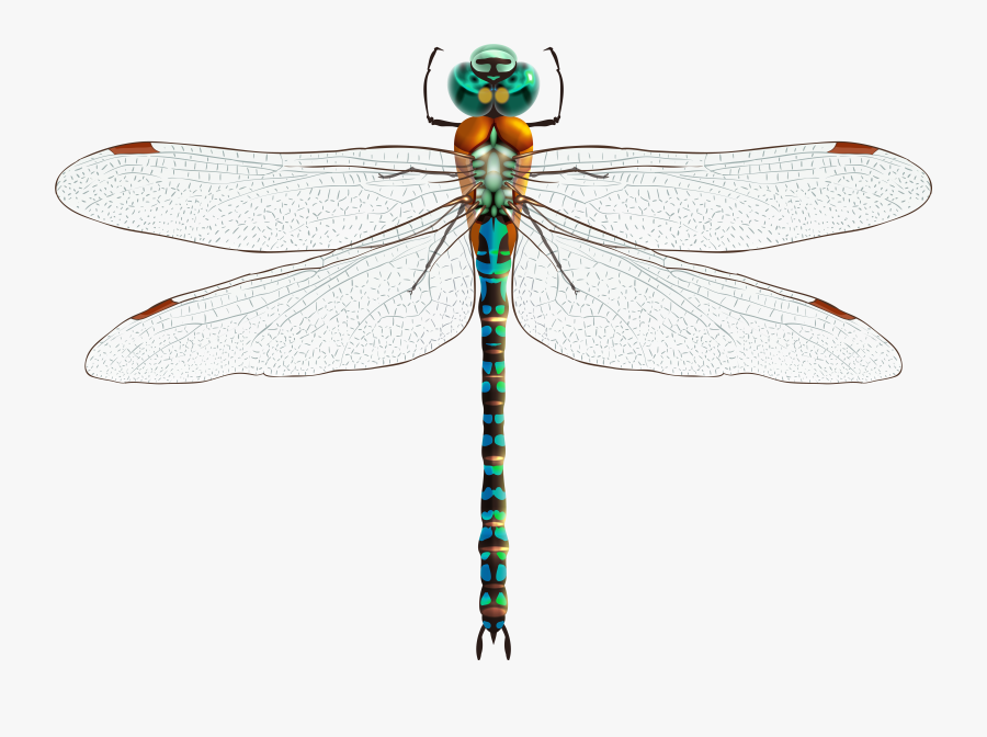 Dragonfly Png Clip Art - Dragonfly Design, Transparent Clipart