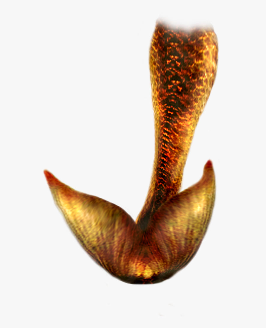 Mermaid Tail Png Hd - Mermaid Tail .png, Transparent Clipart