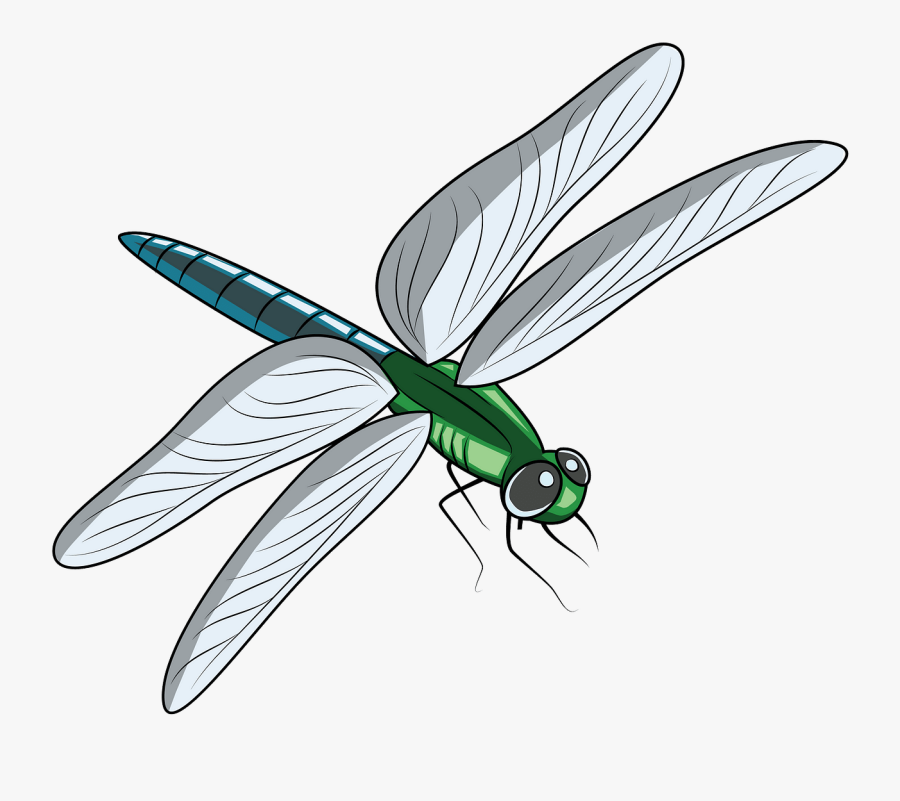 Net-winged Insects, Transparent Clipart