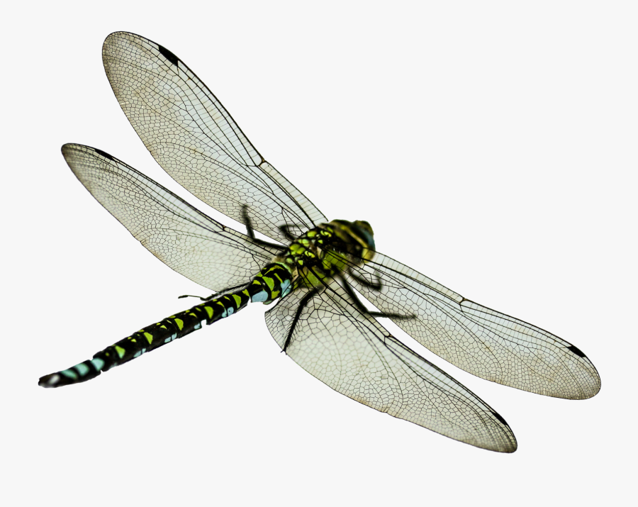 Clip Art Png Transparent Pluspng Image - Dragonfly Png, Transparent Clipart
