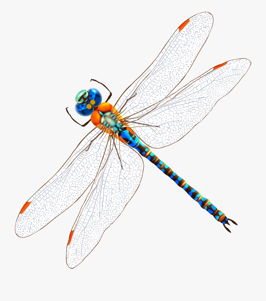 Clip Art Watercolor Drawing Dragonfly, Transparent Clipart