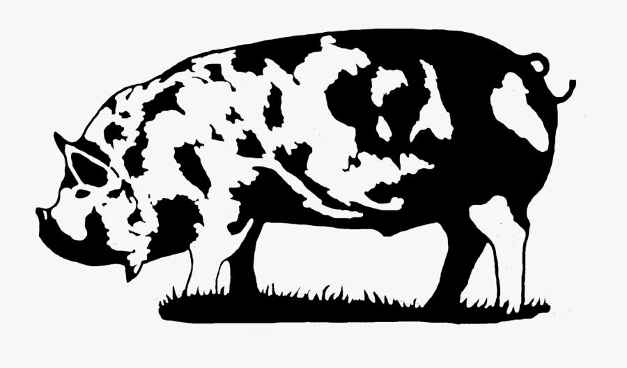 Pigs Clipart Black And White - Kune Kune Pig Black And White, Transparent Clipart