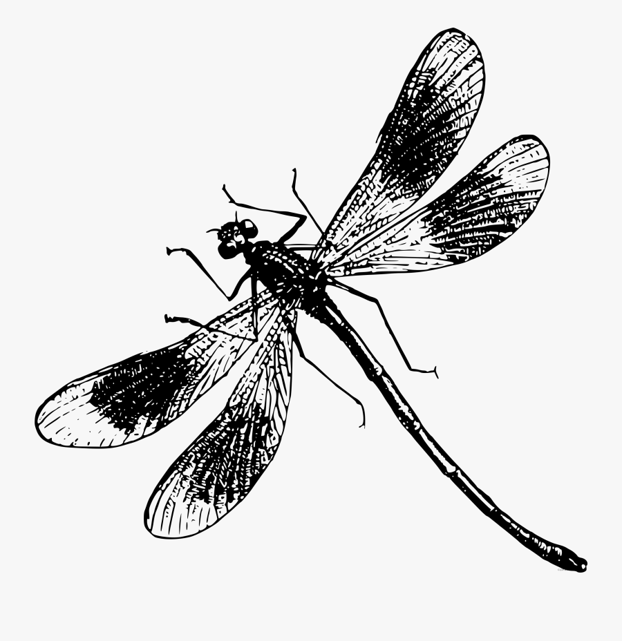 Clip Art Drawing Computer Icons Insect, Transparent Clipart