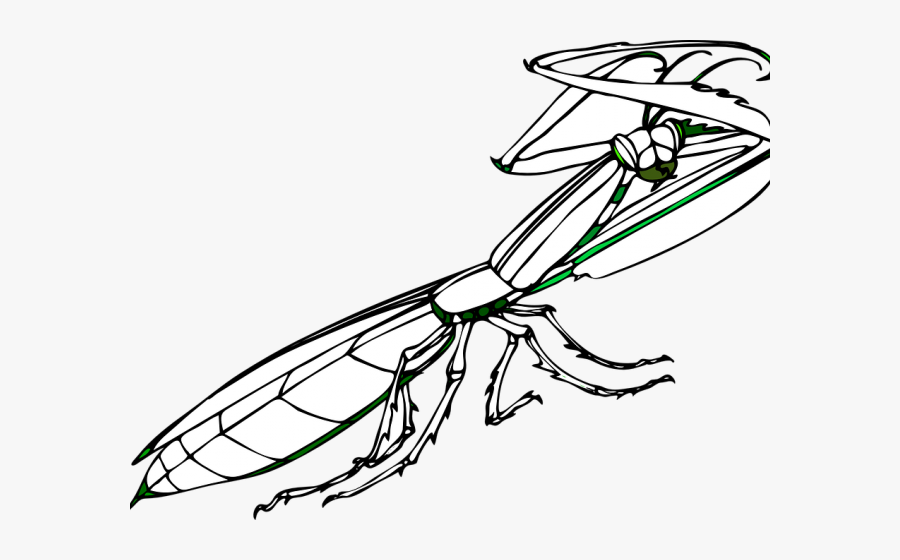 Praying Mantis Vector, Transparent Clipart