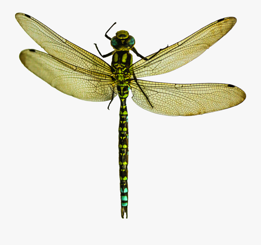 Dragonfly Wing Transparent Png Clipart Free Download - Transparent Dragon Fly Png, Transparent Clipart