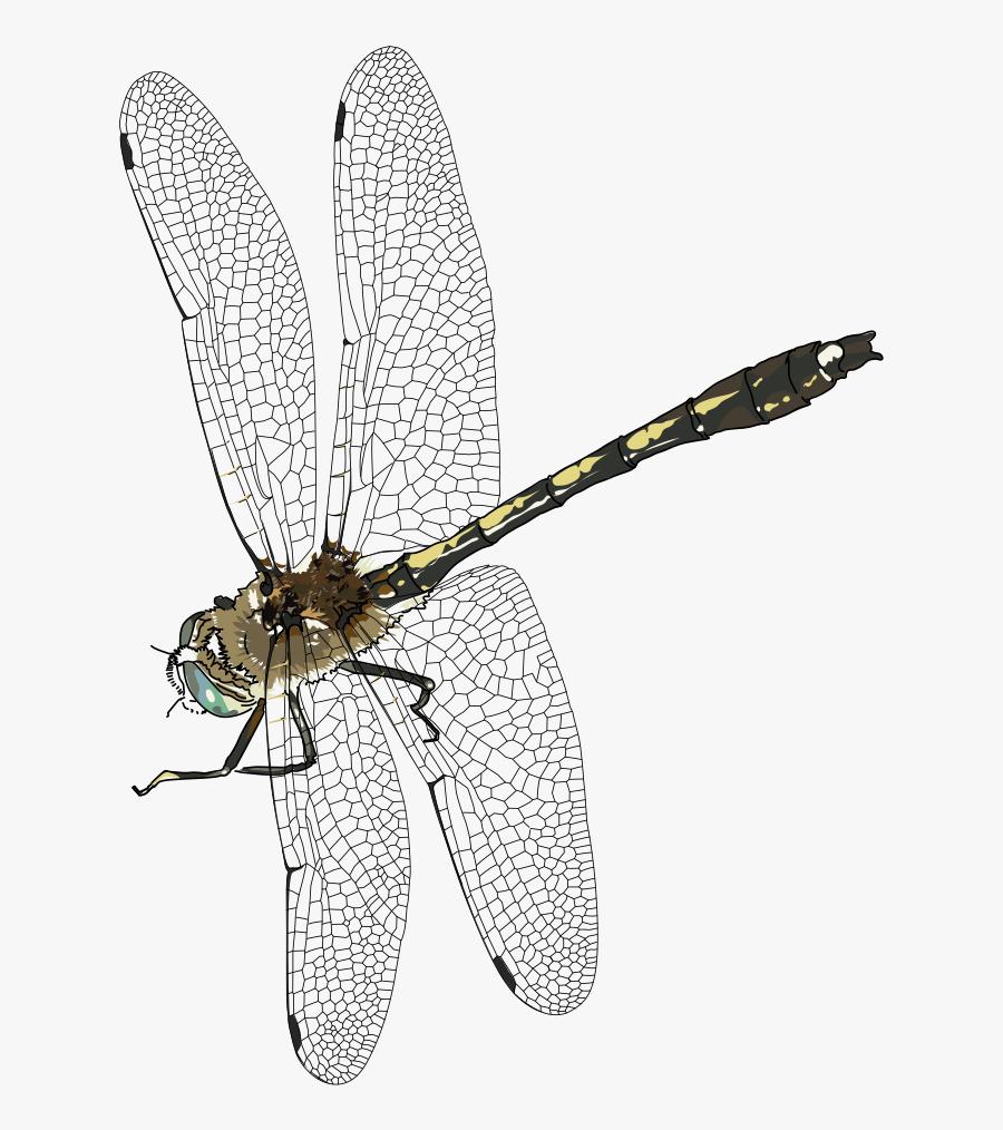Fly,dragonfly,net Winged Insects - Dragonfly Png, Transparent Clipart