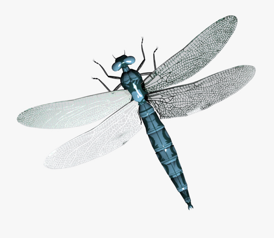 Clip Art Png Images Free Download - Transparent Background Dragonfly Transparent, Transparent Clipart