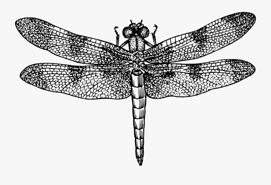 Dragonfly - Dragonfly Black And White Drawing, Transparent Clipart