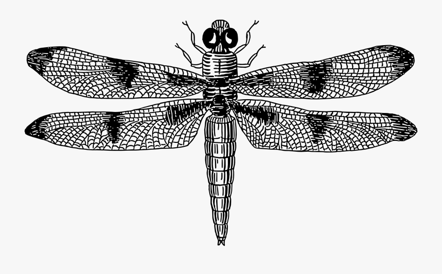 Fly,dragonfly,symmetry - Dragonfly Vector, Transparent Clipart