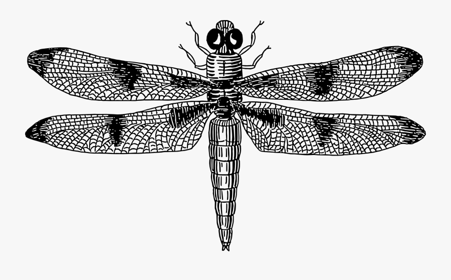 Fly,dragonfly,symmetry - Dragonfly Vector , Free Transparent Clipart ...
