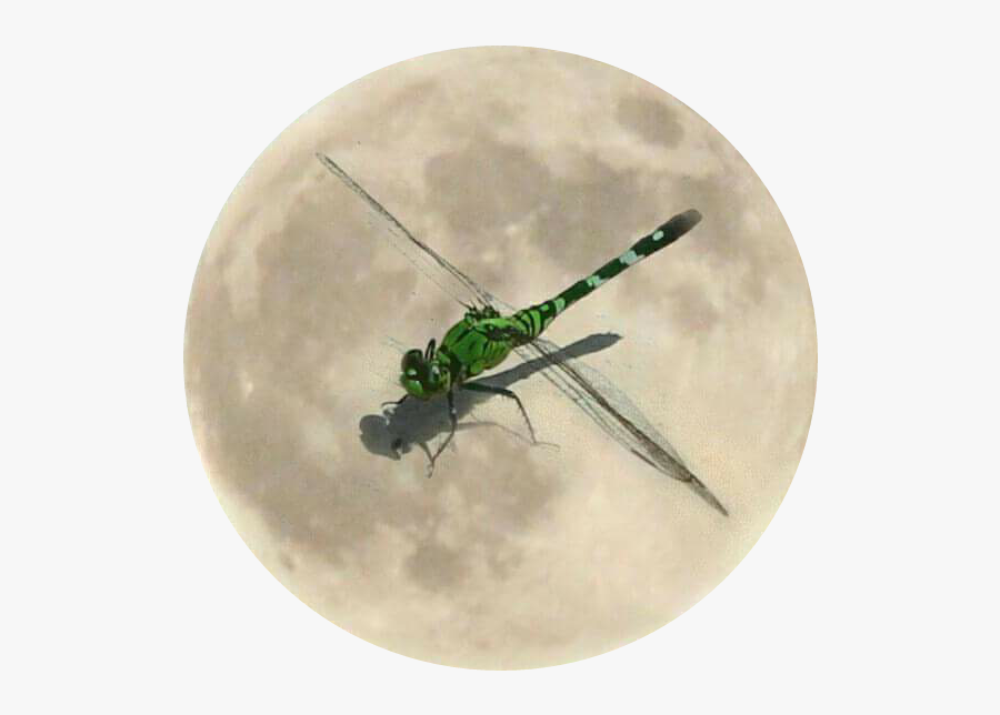 #moon #clipart #dragonfly #colorful #nature #insects - Net-winged Insects, Transparent Clipart