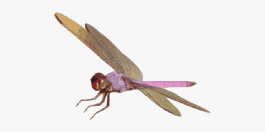 Dragonfly, Transparent Clipart