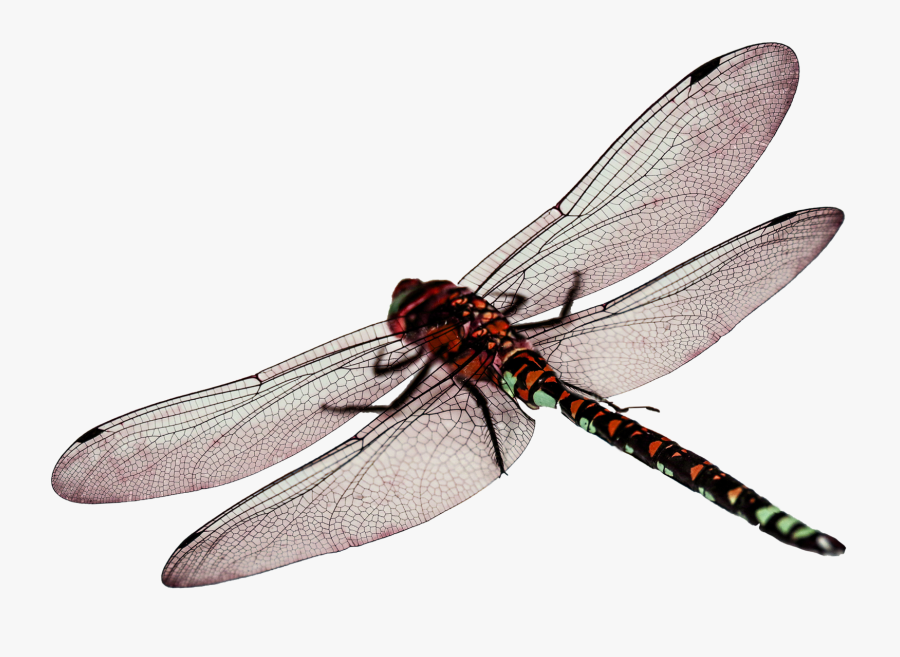 Clip Art Dragon Fly Images - Dragonflies Png, Transparent Clipart