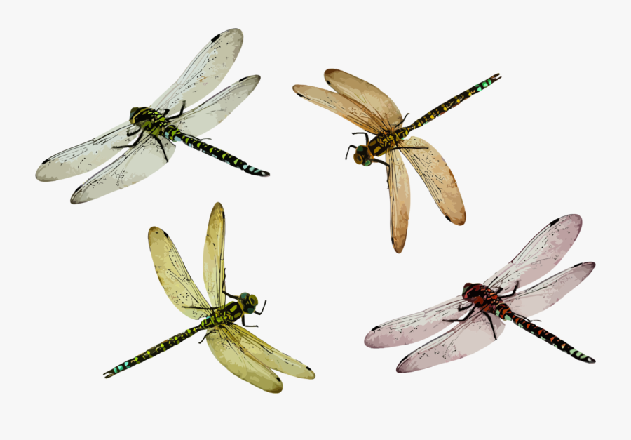 Dragonfly,netwinged Insects,invertebrate - Dragonfly Clip Art, Transparent Clipart