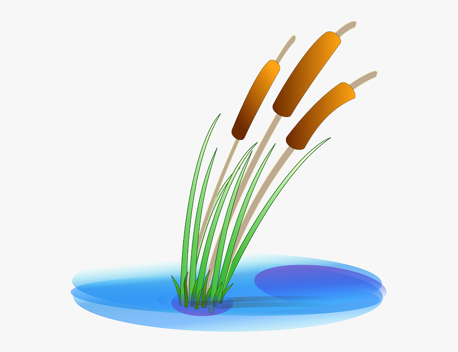 Download Hd Water Plants - Pond Clipart, Transparent Clipart