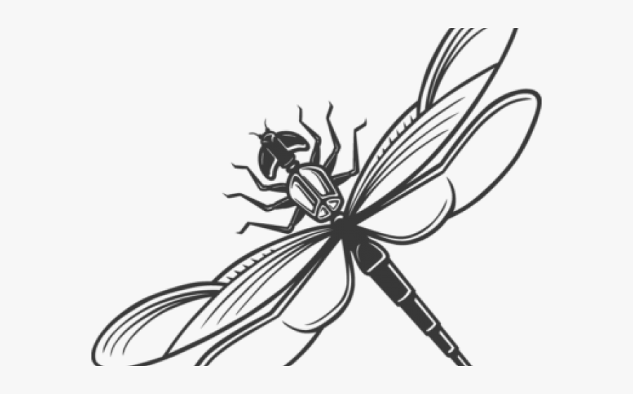 Dragonfly, Transparent Clipart