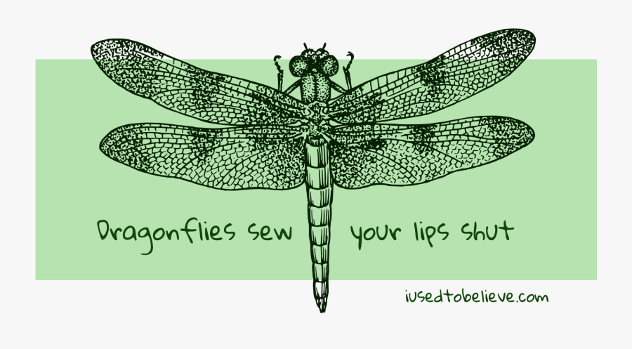 Transparent Dragon Fly Clipart - Dragonfly Black And White Drawing, Transparent Clipart