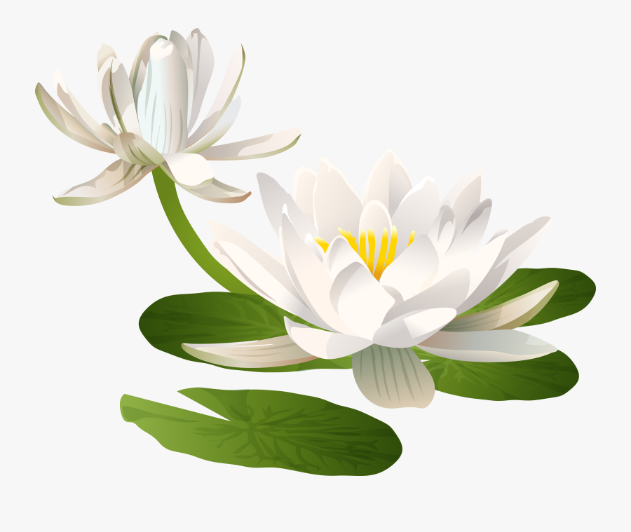 Water Lily Png Clip Art Image, Transparent Clipart