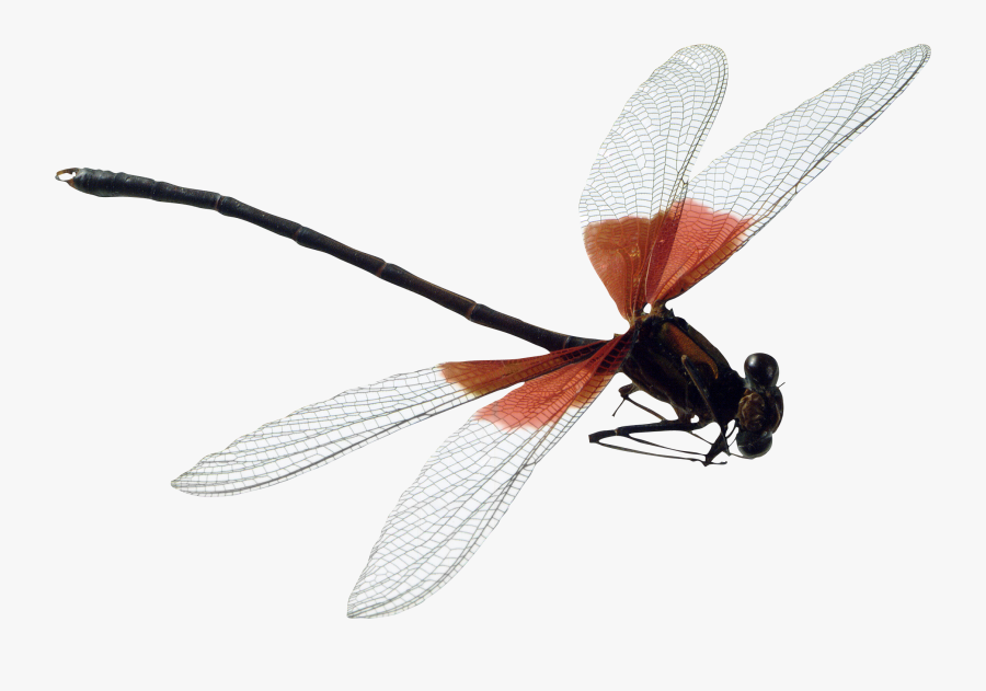 Dragonfly Clipart Dragon Fly - Dragonfly Png, Transparent Clipart