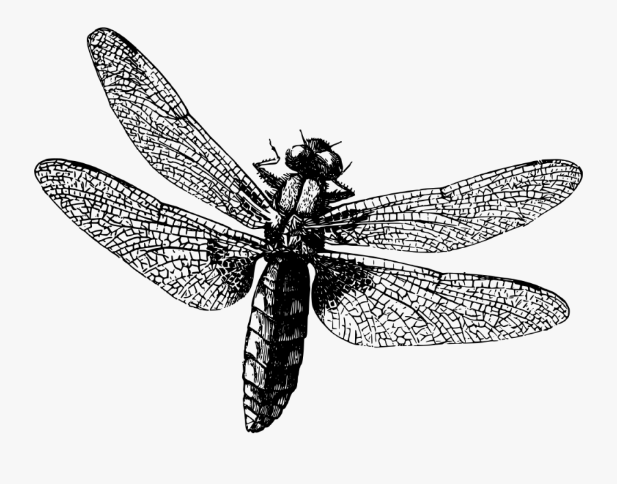 Dragonfly - Copyright Free Black And White, Transparent Clipart