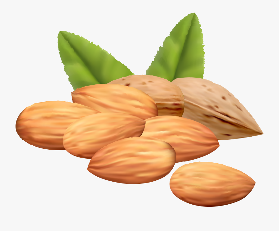 Collection Of 14 Free Nut Clipart Almond Bill Clipart - Nuts Clipart, Transparent Clipart