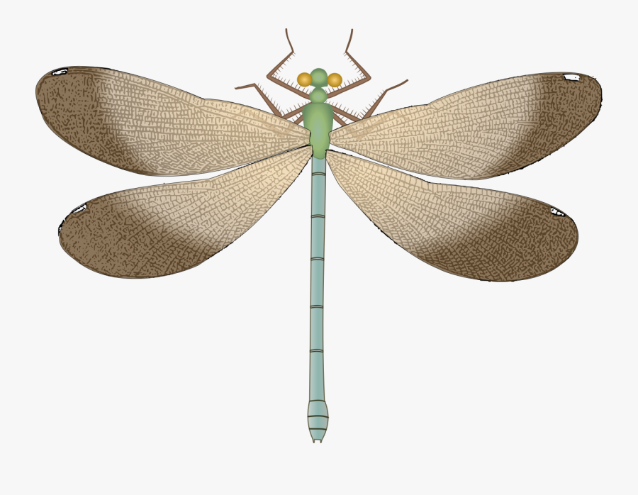 Free Png Dragonfly Png Images Transparent - Clipart Dragonfly, Transparent Clipart
