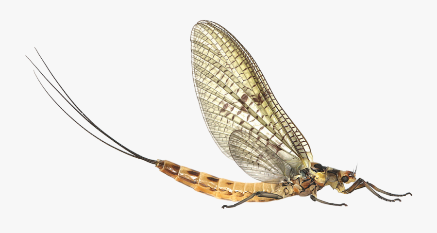Download Mayfly Png Clipart 263 - Mayfly Png, Transparent Clipart