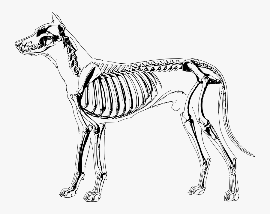 Dog Skeleton - Dog Skeleton Clip Art, Transparent Clipart