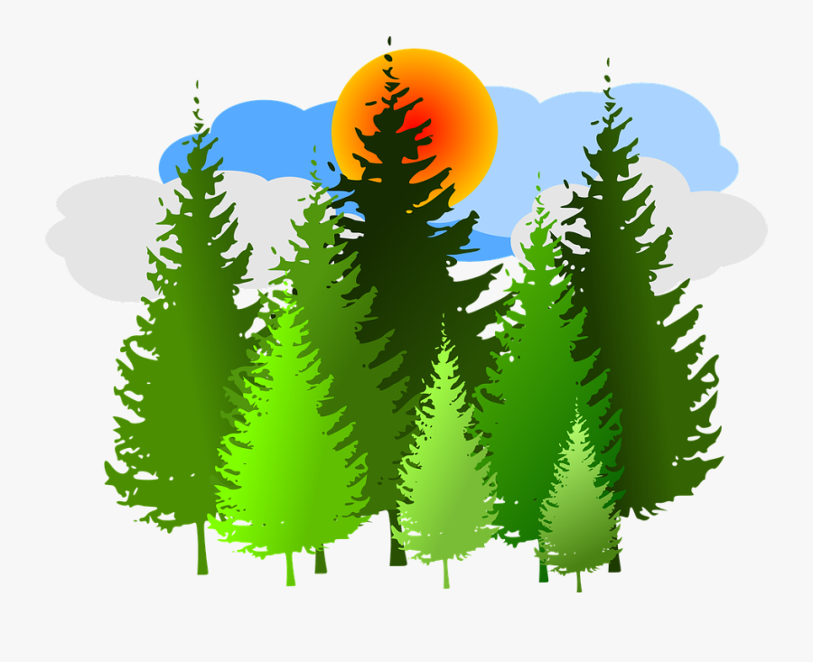 Free Forest Clipart Spruce Forest Conifer Free Vector - Forest Clipart, Transparent Clipart