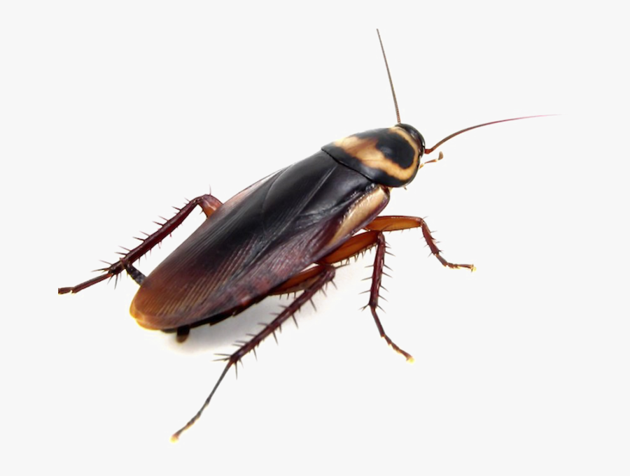 Cockroach Png, Transparent Clipart