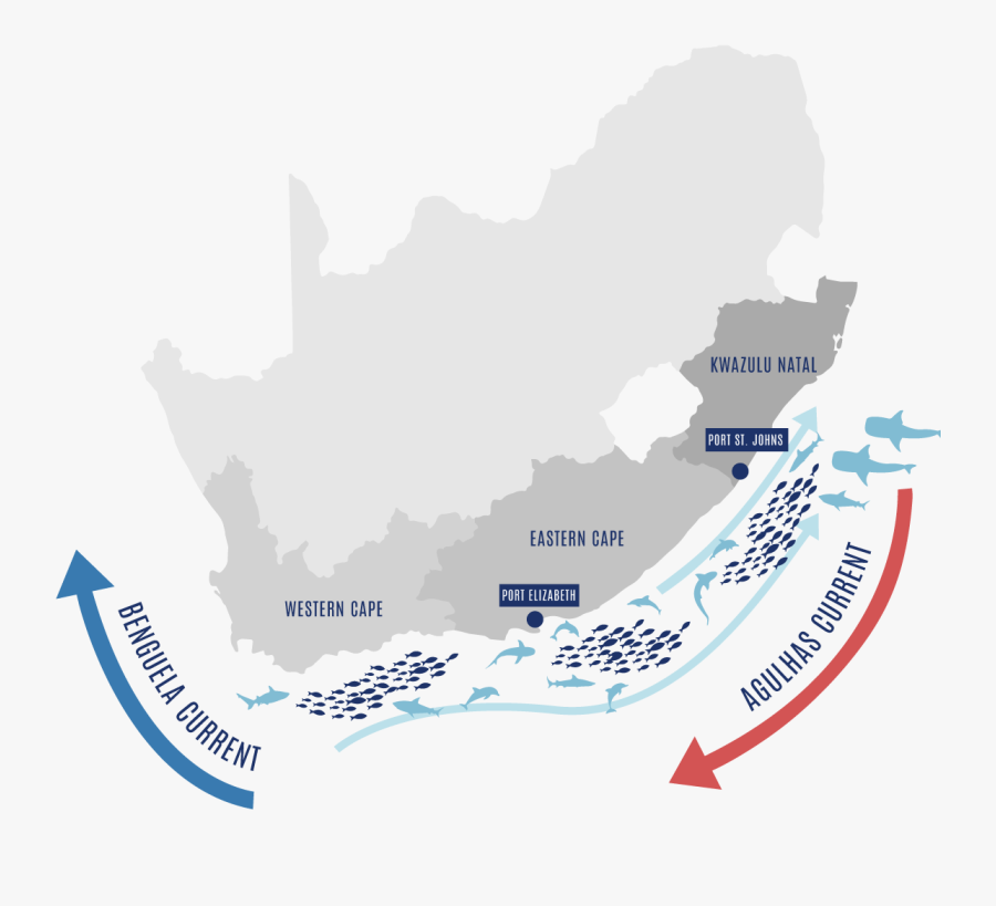From April To July, The Cooler Benguela Current Moves - Sardine Run Port Elizabeth, Transparent Clipart
