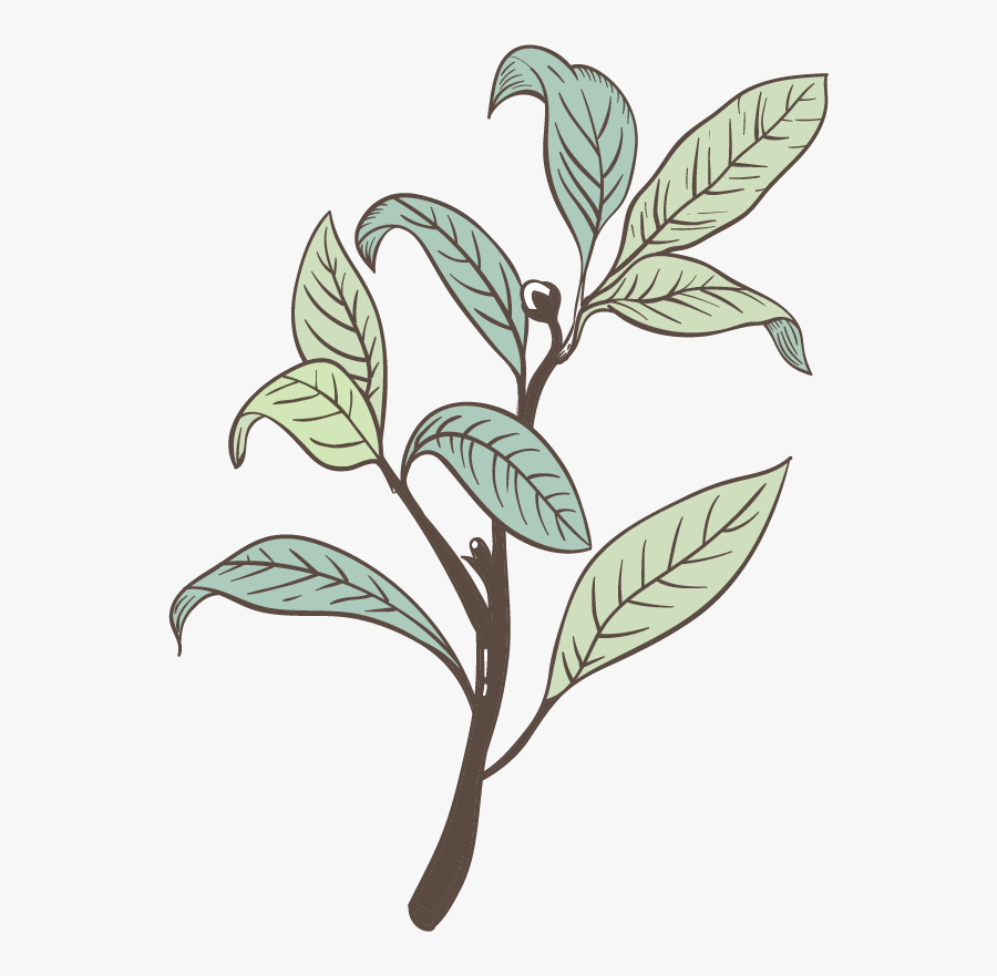 Illustration, Transparent Clipart