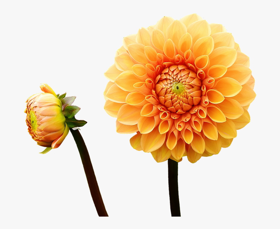 Canvas Print Autumn Flower Garden Asteraceae Dahlia - Autumn Flowers Clipart, Transparent Clipart