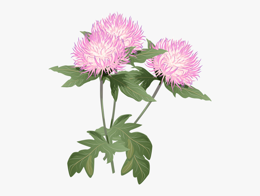 Thistle Flower Clipart, Transparent Clipart