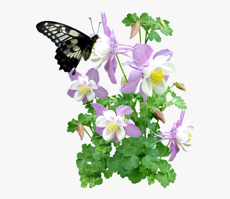 Free Photo Butterfly Flowers Summer Max Pixel - Butterfly And Flower Png, Transparent Clipart
