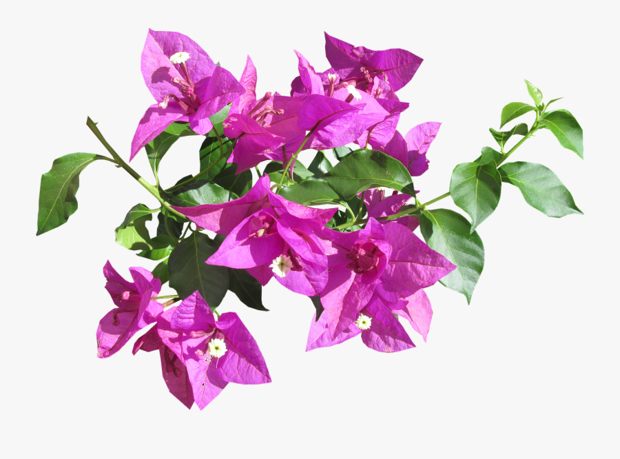 Flower Tropical Summer Free Picture - Summer Flowers Png Transparent, Transparent Clipart